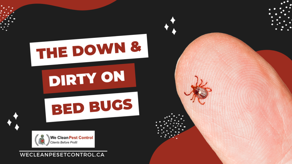 What to Do the Down & Dirty on Bed Bugs We Clean Pest Control
