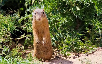 Gopher Pest Control 101