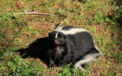 Skunk Control 101