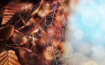 Pest Preparedness for Fall – Changing of Seasons Top Pests