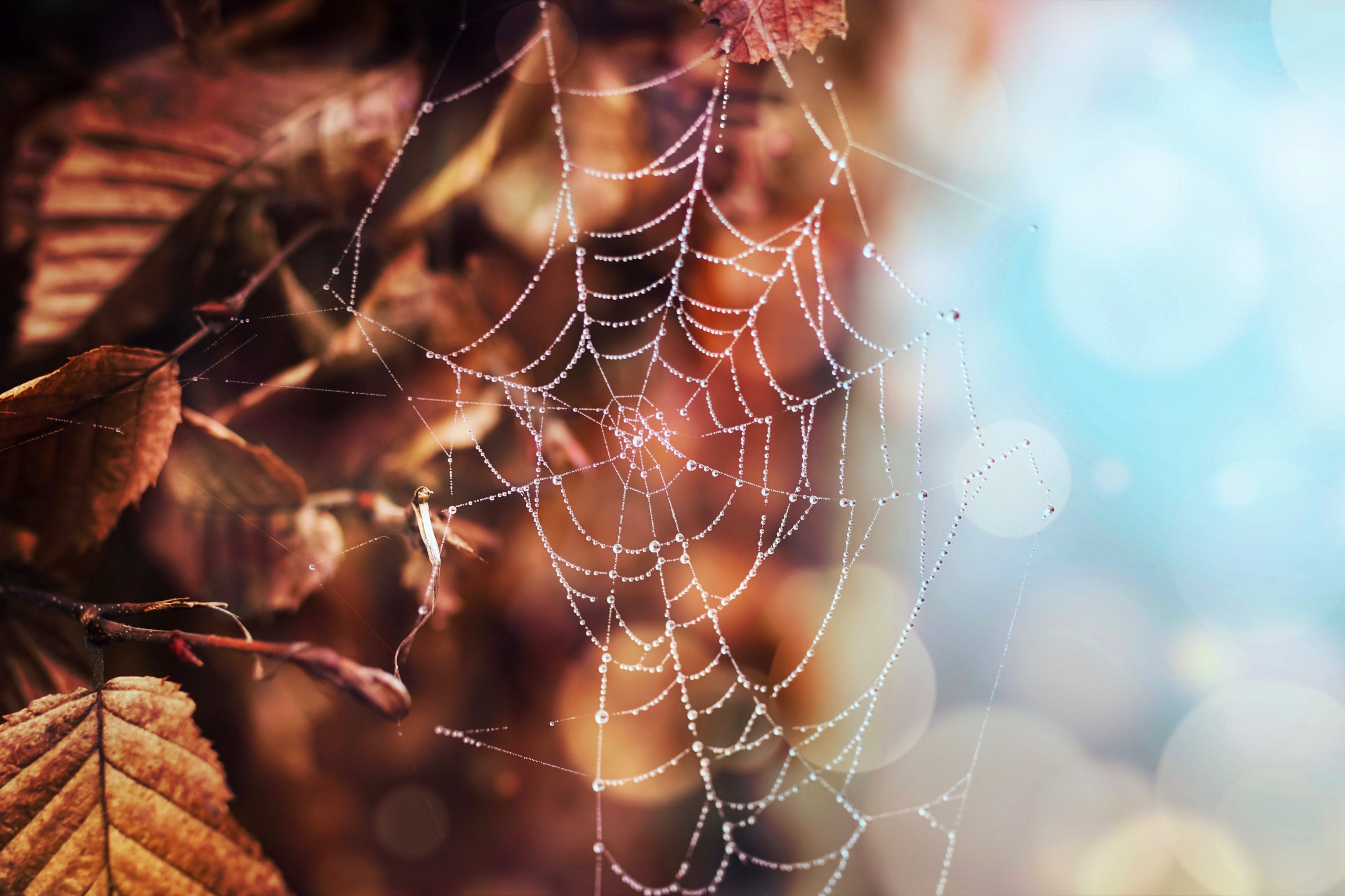 pest control in fall