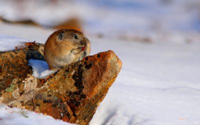 Winter Melt Pests: DIY Methods for Pest Control