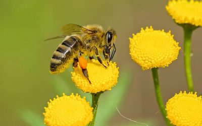 Environmentally Friendly Bee Pest Control: Protecting Pollinators and Plants
