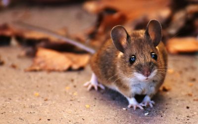 Rodent Season in Edmonton: How to Keep Mice and Rats Out This Winter