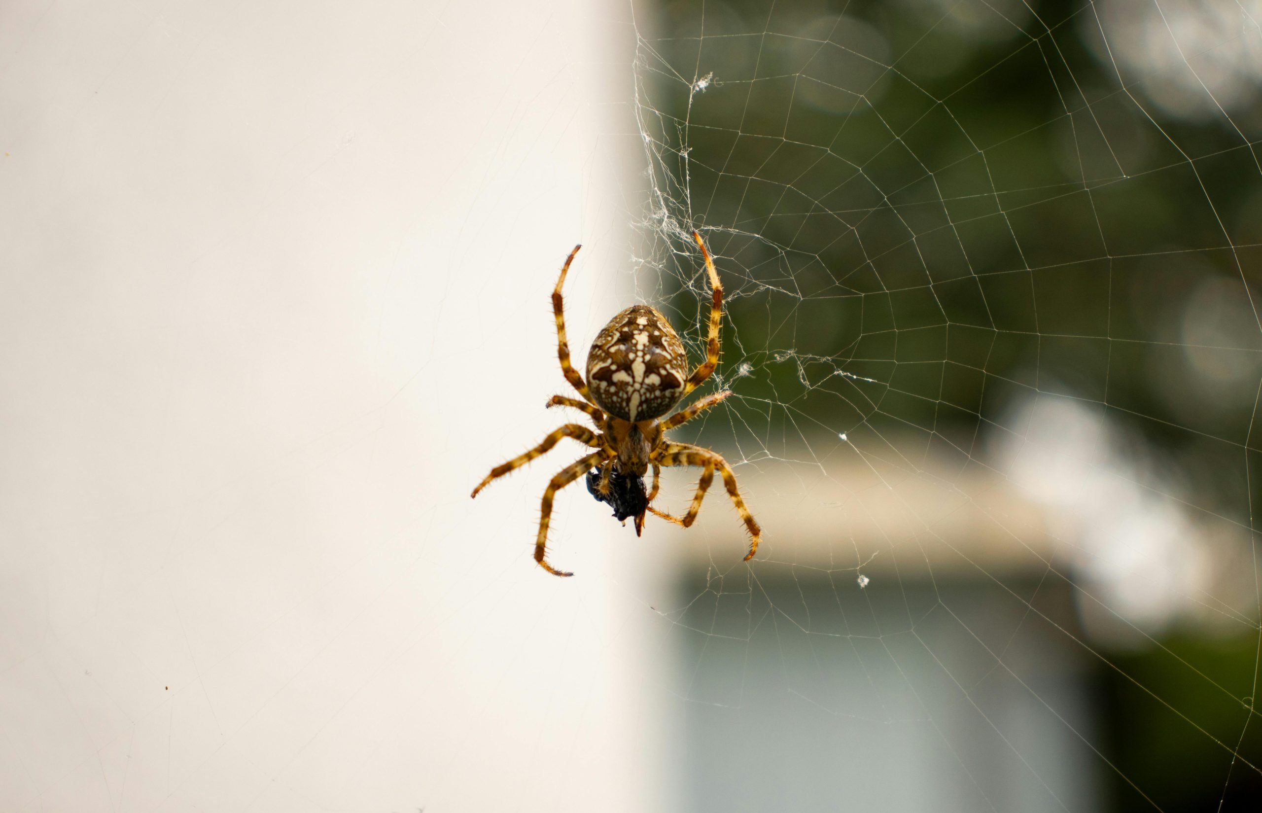 edmonton fall pests Bed Bug Control Edmonton