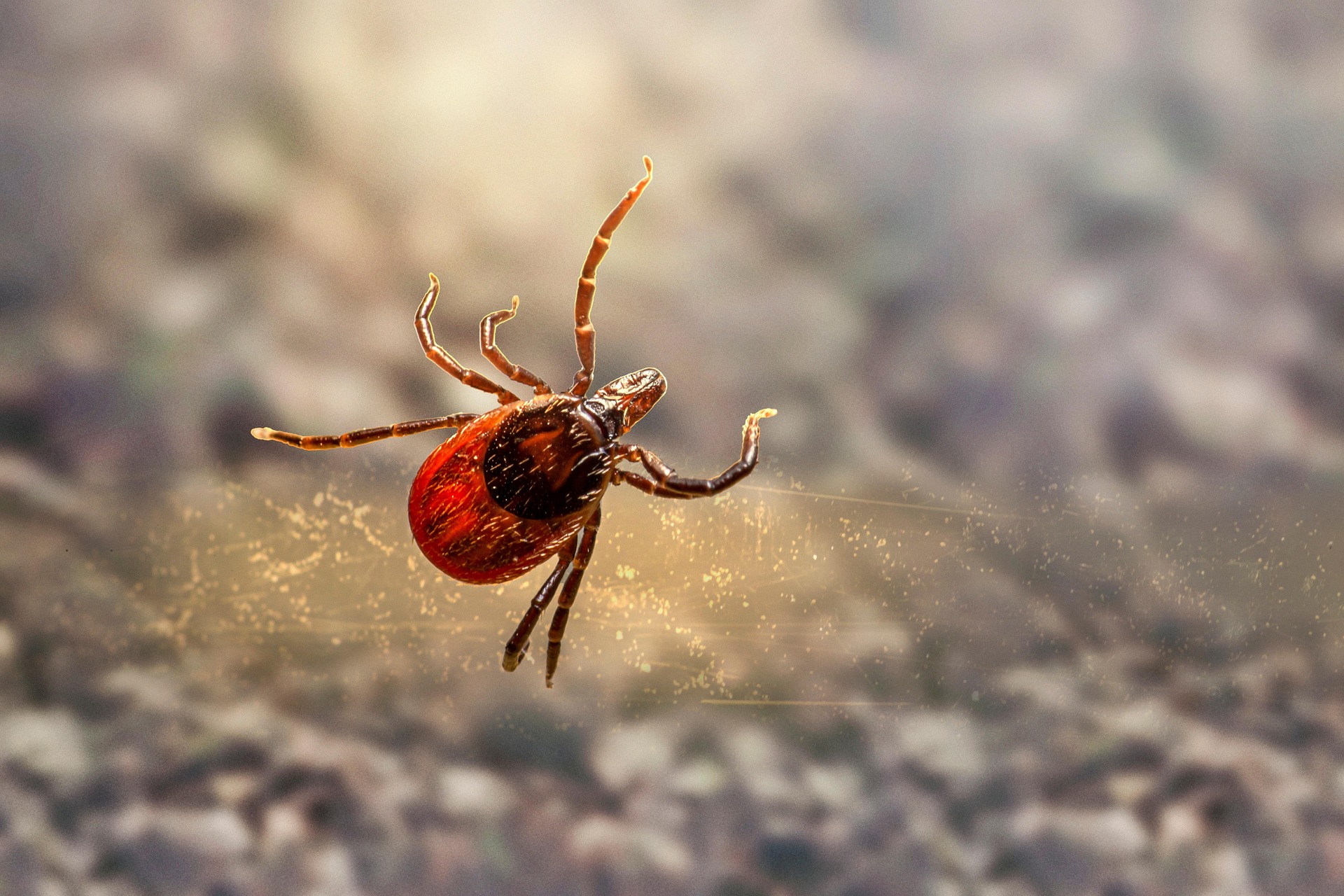 Ticks 2 Bed Bug Control Edmonton