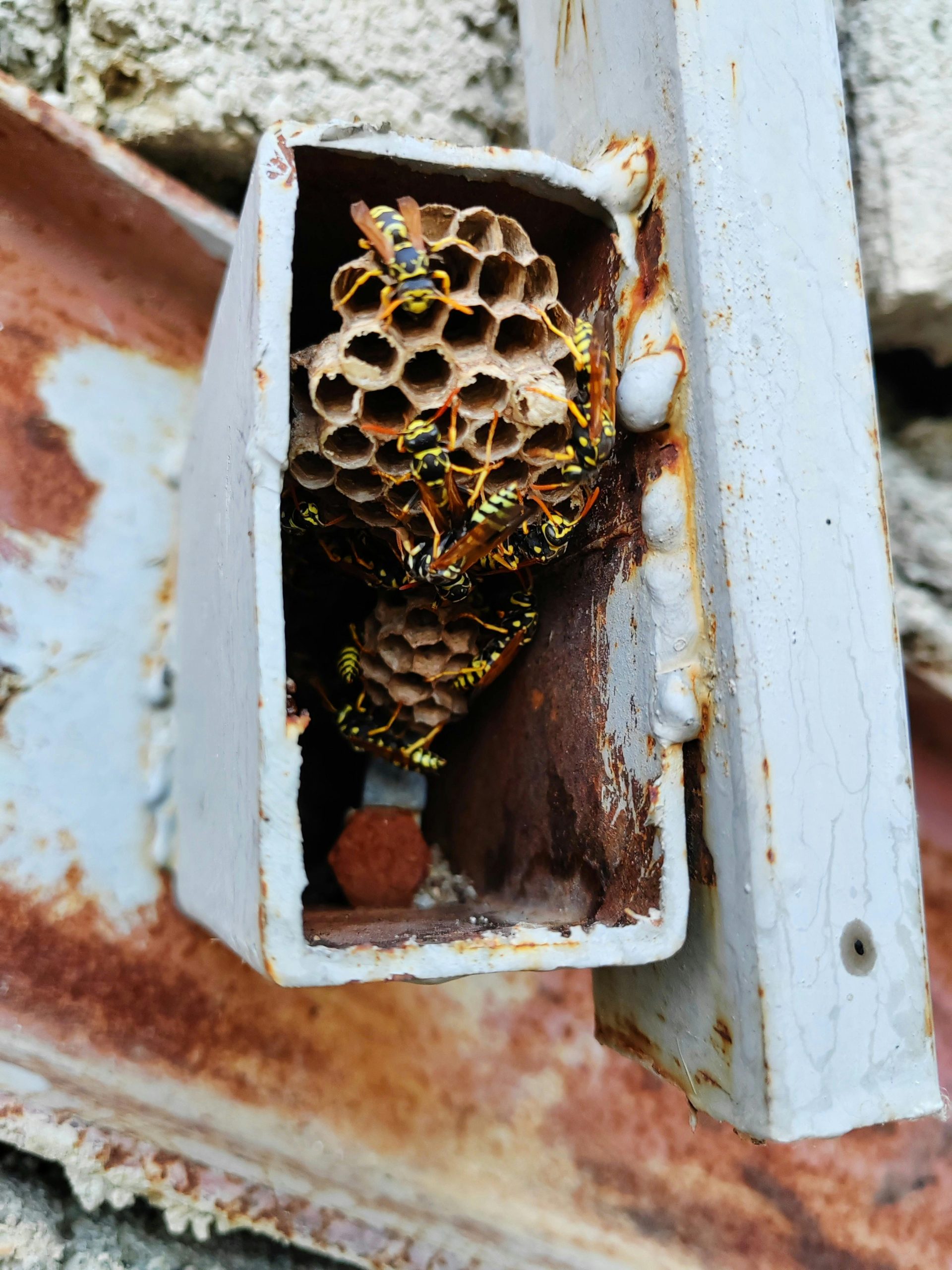 Bed Bug Control Edmonton