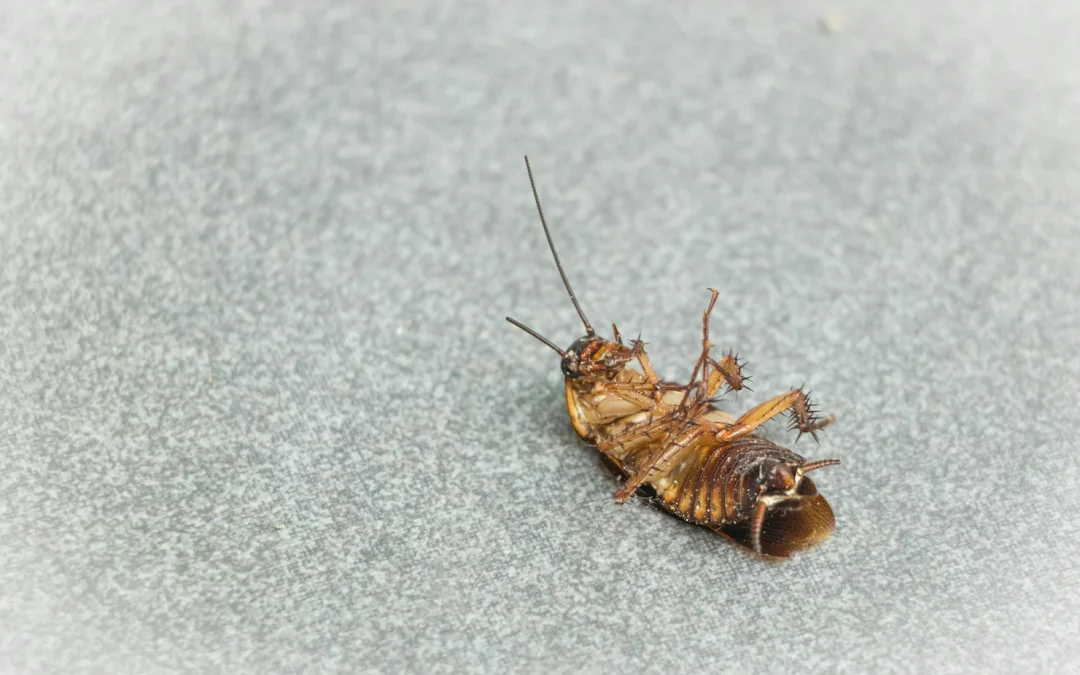 Pest Infestations in Edmonton