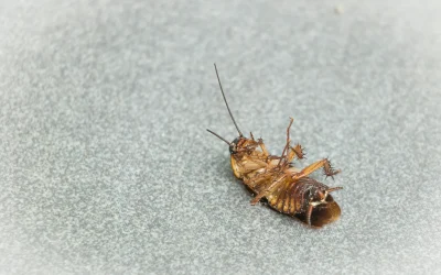 Scratching in the Walls This Summer? What Edmonton Homeowners Need to Know About Hidden Pest Infestations