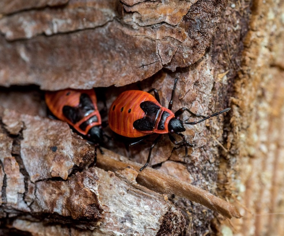 Chinch bugs control