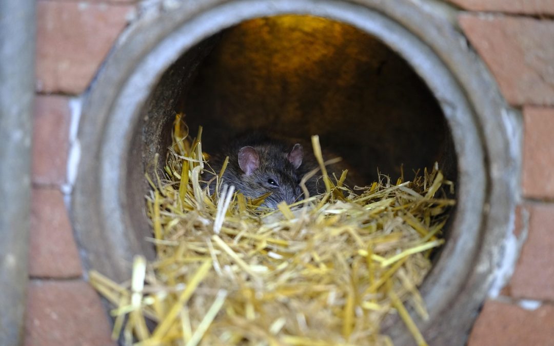 Emergency Pest Control in Calgary