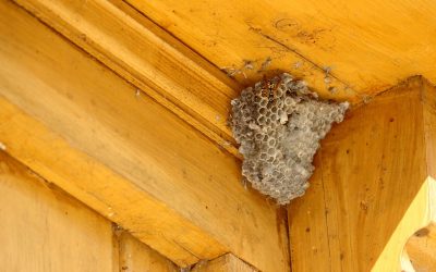 How to Get Rid of Wasp Nests