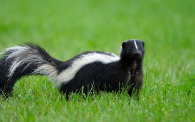 How To Get Rid of Skunks: Best Solution for Calgary & Edmonton