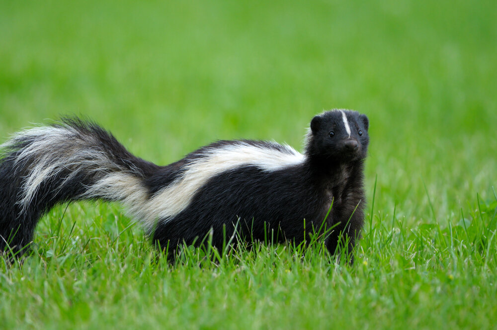 How To Get Rid of Skunks: Best Solution for Calgary & Edmonton