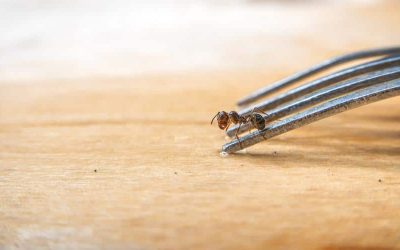 How to Deal with Ants in Your Restaurant