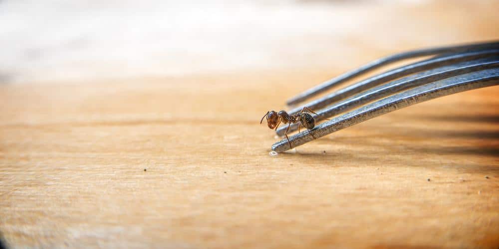 How to Deal with Ants in Your Restaurant