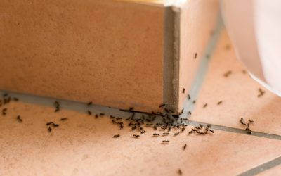 How to Identify & Control Different Types of Ants in Your Home