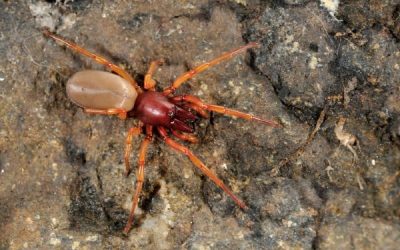 What to Know About the Woodlouse Spider in Your House
