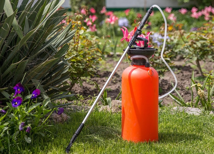 Best Pest Control Services in Edmonton