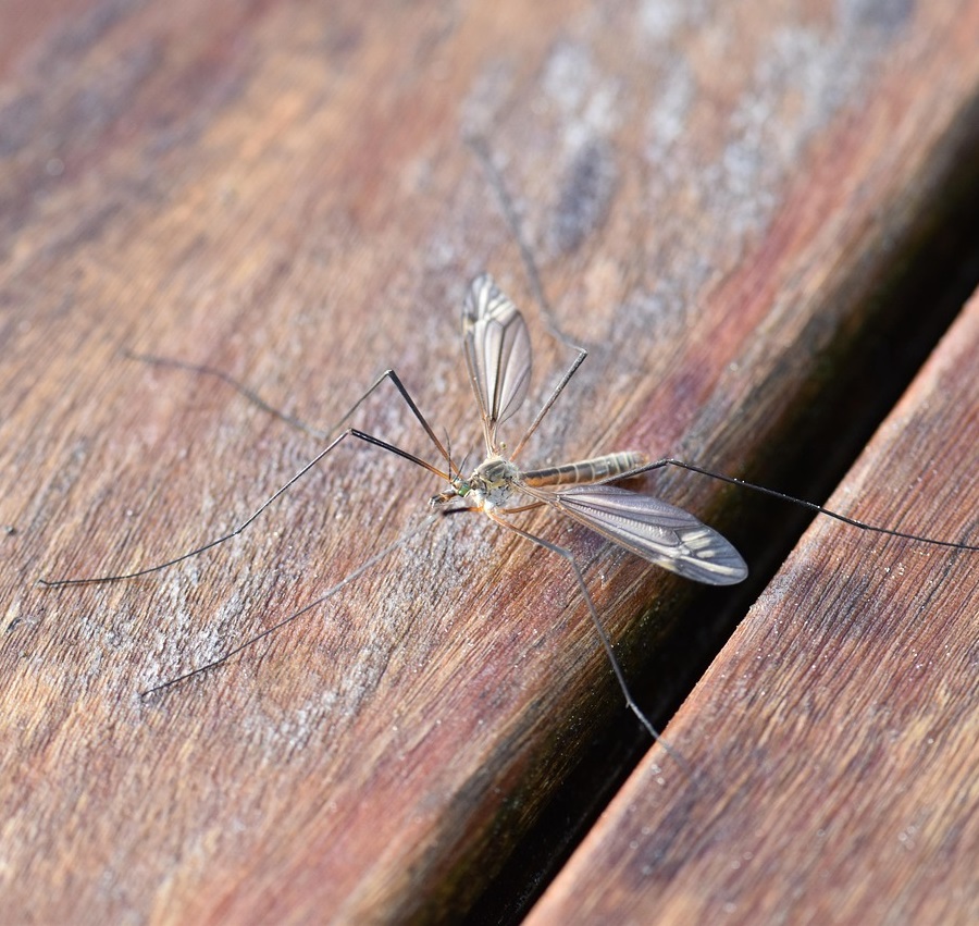 pitsch-mosquito Mosquito control