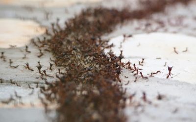 Sudden Pest Infestation This Summer? What Edmonton Homeowners Should Do Immediately