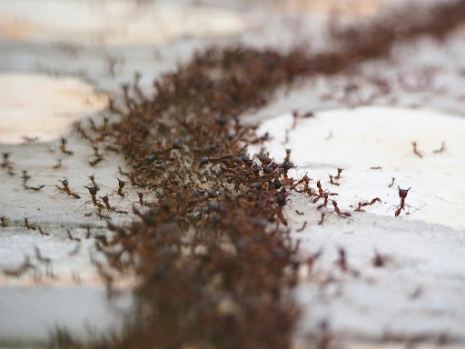 Ant Exterminator Edmonton