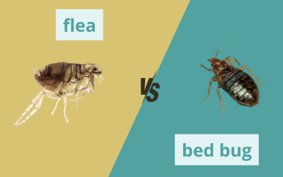 Bed Bugs vs Fleas: How to Tell the Difference