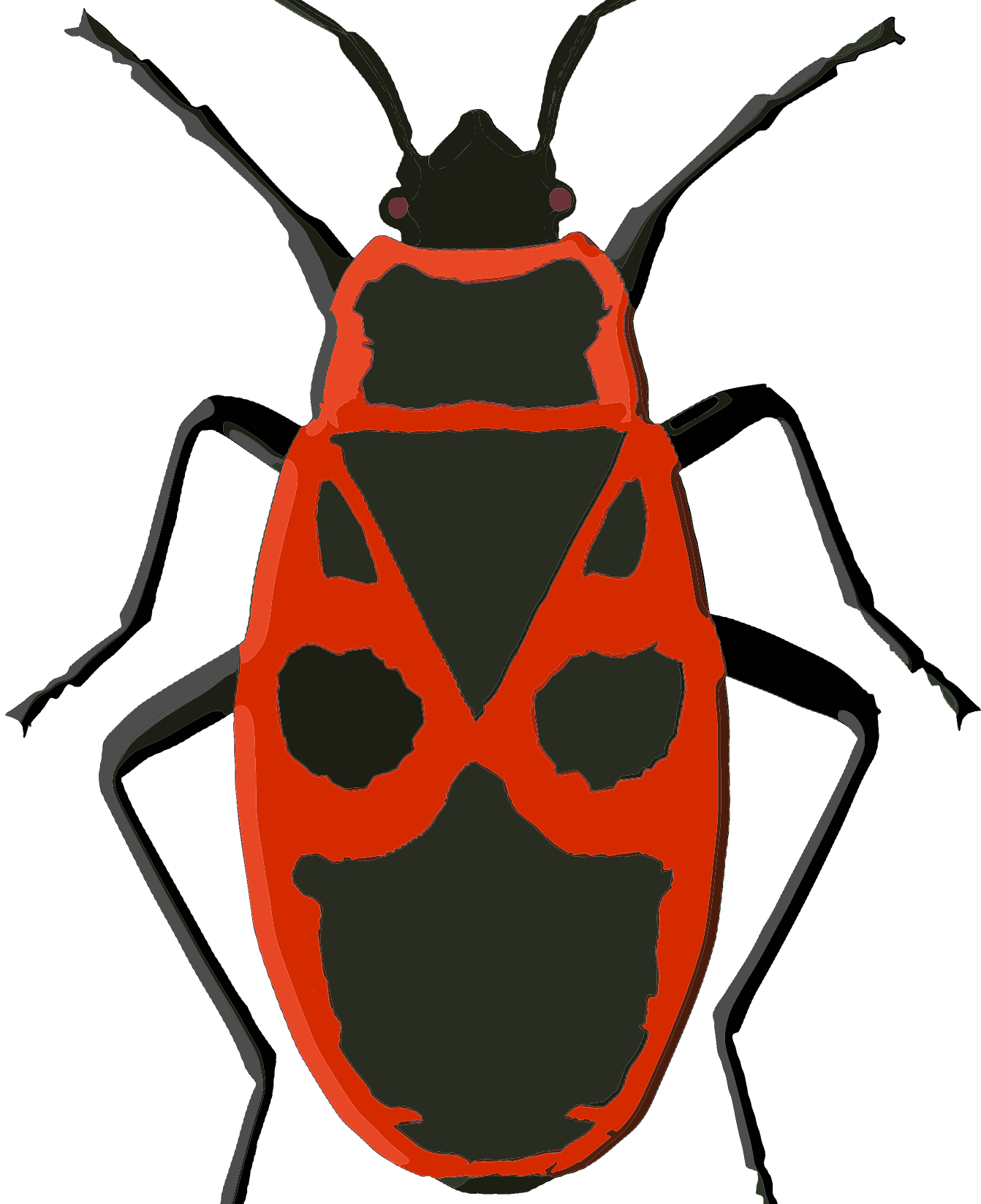 boxelder bug