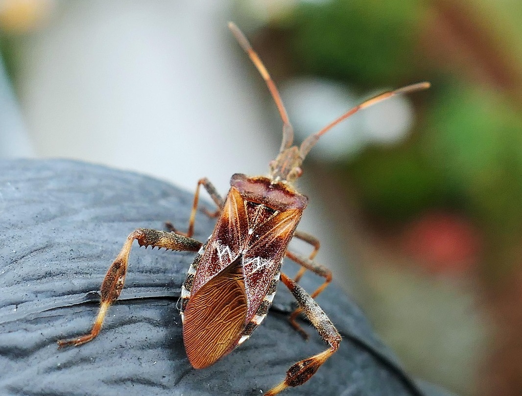 Boxelder Bugs Boxelder Bug Control