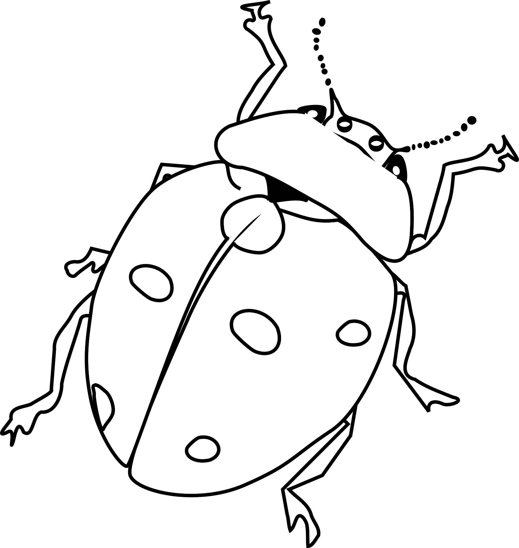 Carpet Beetles