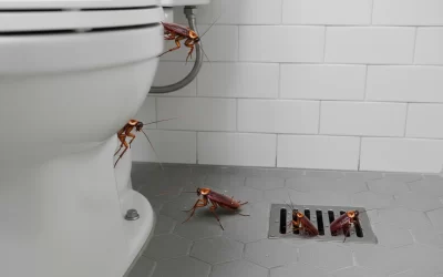 Can Cockroaches Travel Through Plumbing Systems?