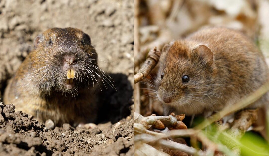 Gophers vs Voles: How to Tell Which Pest Is Damaging Your Property