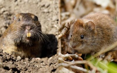 Gophers vs Voles: How to Tell Which Pest Is Damaging Your Property