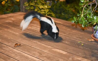 Signs a Skunk Is Living Under Your Deck