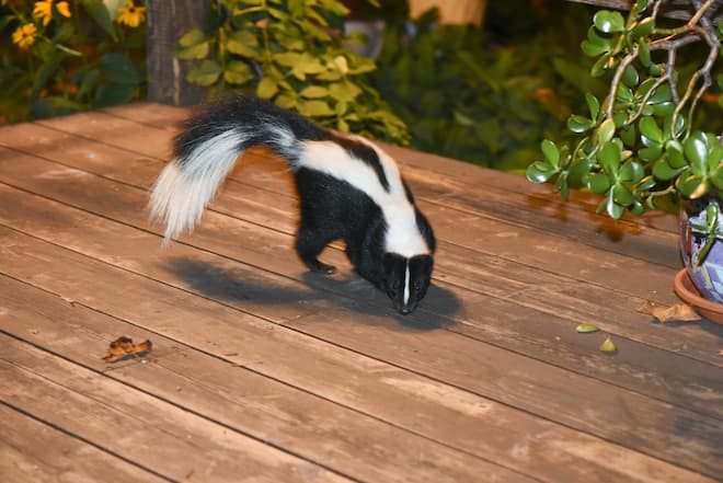 Signs a Skunk Is Living Under Your Deck