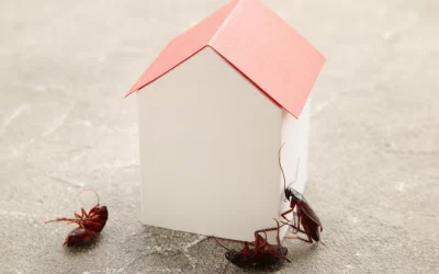The Most Common Pest Prevention Mistakes Property Owners Make