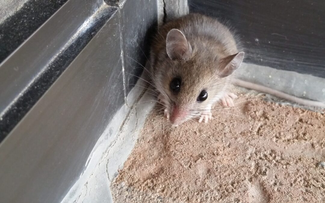 The Most Overlooked Mouse Entry Points Around Modern Homes