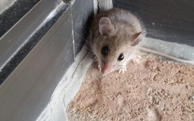 The Most Overlooked Mouse Entry Points Around Modern Homes