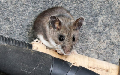 What Is Mouse Exclusion and How Is It Different From Mouse Removal?