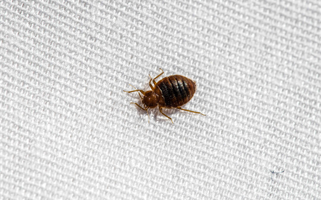 Why Bed Bugs Are One of the Most Expensive Pest Problems to Ignore