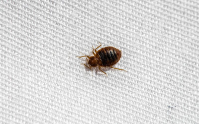 Why Bed Bugs Are One of the Most Expensive Pest Problems to Ignore