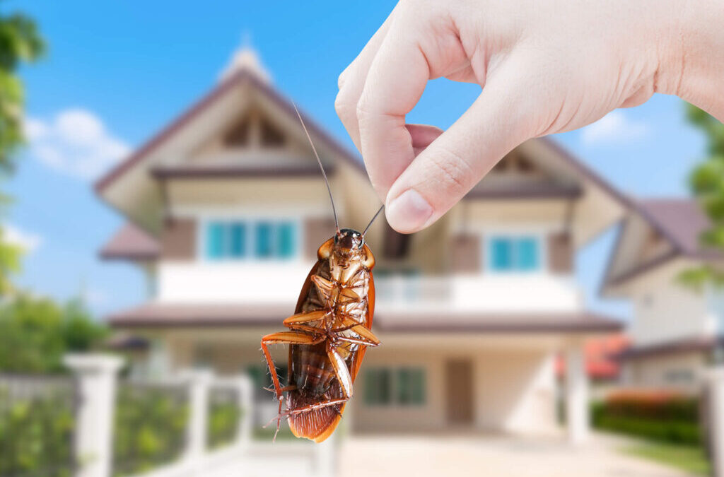 Why New Buildings Can Still Have Pest Problems