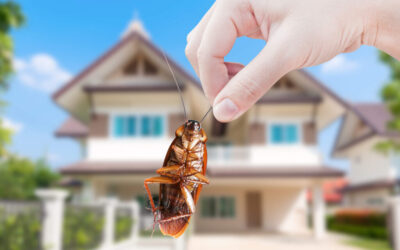 Why New Buildings Can Still Have Pest Problems