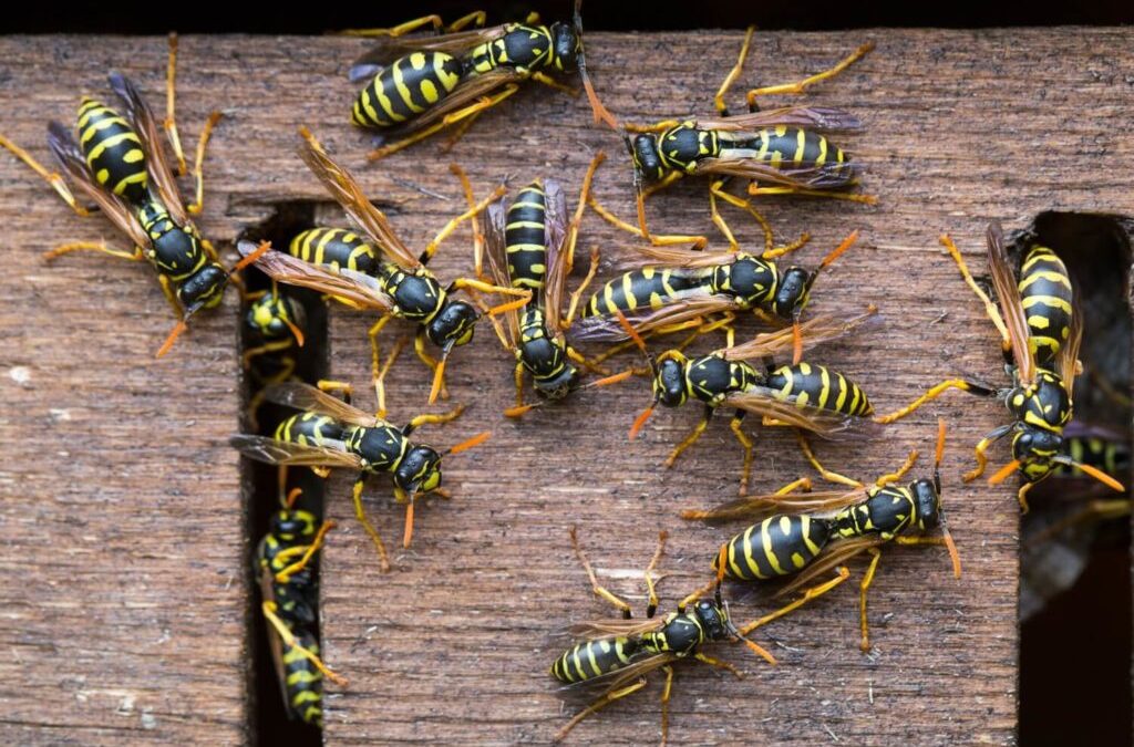 Why Wasps Keep Returning to the Same Areas Every Summer