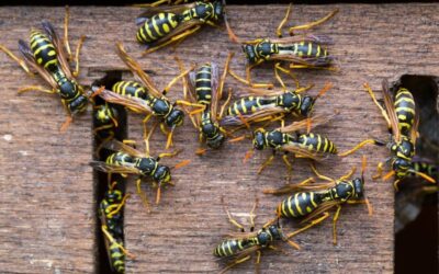 Why Wasps Keep Returning to the Same Areas Every Summer