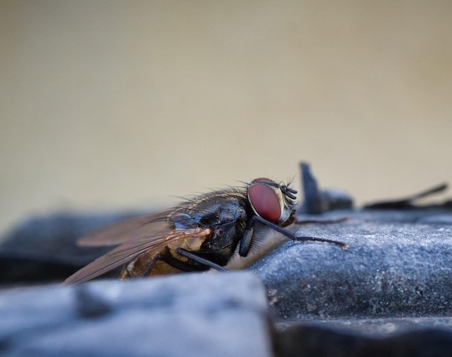 fly Fly control services