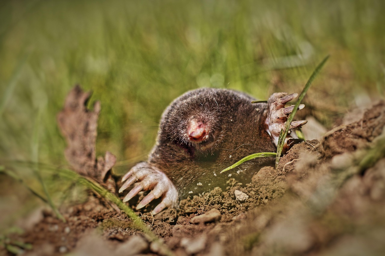 mole-control mole control