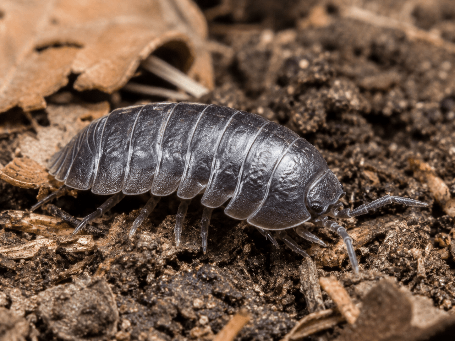 pill bugs pill bug control