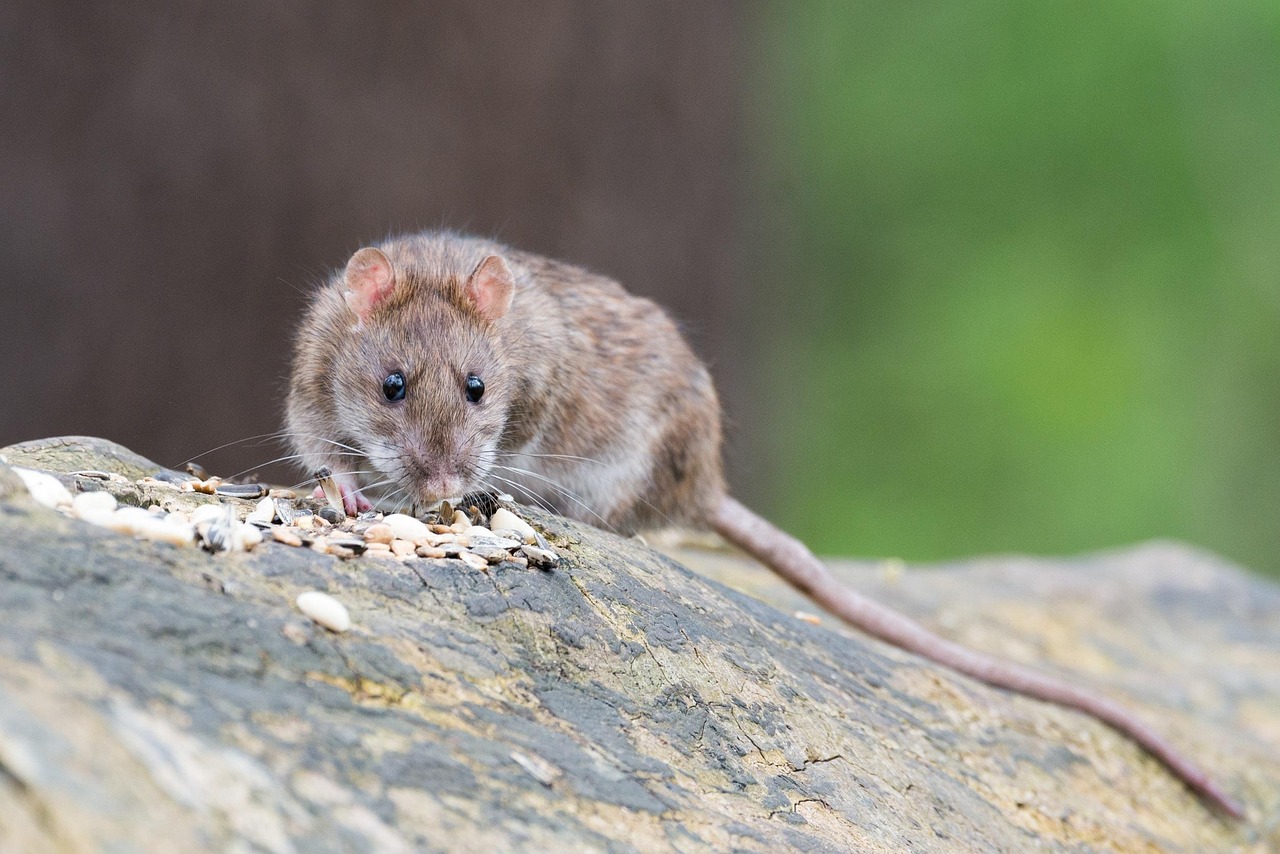 rat-control Rat control