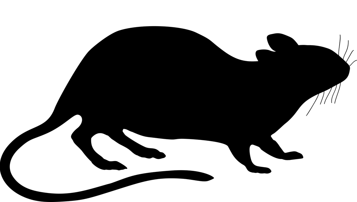 rat